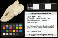 Foto (Objekt + Etiketten) von Goniodromites bidentatus (Reuss, 1859) 